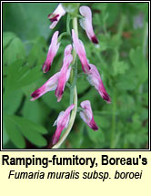 Ramping-fumitory, Boreau's