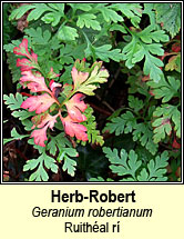 herb robert (ruith�al r�)