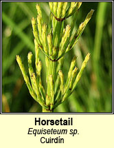 horsetail (cuiridín)