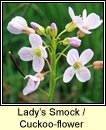 ladys smock (biolar gr�ag�in)