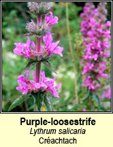 purple-loosestrife (crachtach)