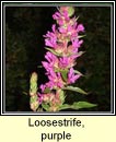loosestrife,purple (cr�achtach)