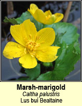 marsh-marigold (lus bu beltaine)