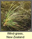 wind-grass,new zealand