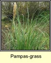 pampas-grass
