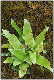 harts-tongue fern
