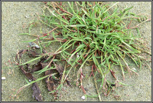 grass