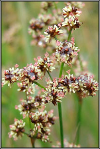 sharp-flowered rush