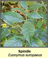 Spindle (Feoras)