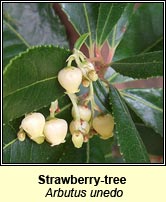 Strawberry-tree (Caithne)