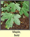 Maple, field