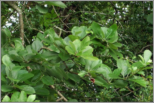 Irish Whitebeam, Sorbus hibernica