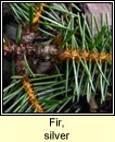 Fir, silver