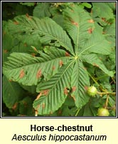 Horse-chestnut