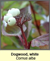 Dogwood,white