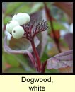 Dogwood,white