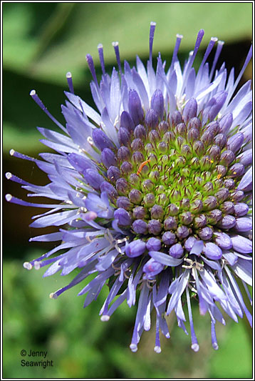 irish wildflowers sheeps bit blue green