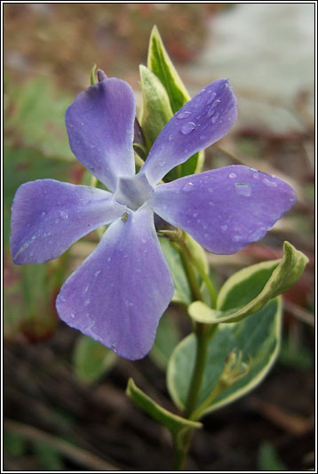 irish wildflowers greater periwinkle purplr flowers