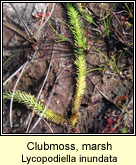 Clubmoss,marsh (Garbhógach chorraigh)