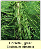 Horsetail,great (Feadóg)