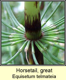 Horsetail,great (Feadóg)