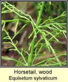 Horsetail,wood (Scuab eich choille)