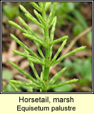 Horsetail,marsh (Scuab eich chorraigh)