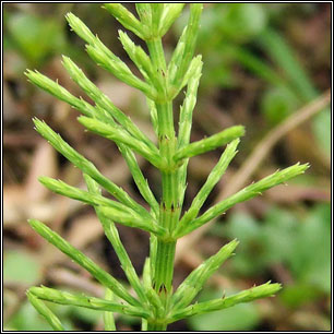 Marsh Horsetail, Equisetum palustre