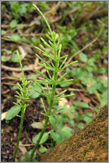 Marsh Horsetail, Equisetum palustre