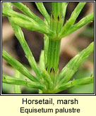 Horsetail,marsh (Scuab eich chorraigh)