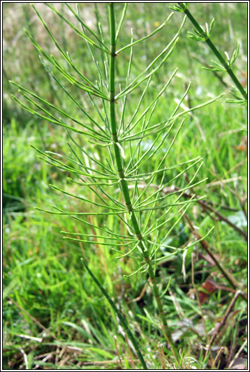 Field Horsetail, Equisetum arvense