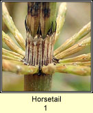Horsetail 1