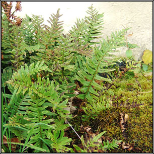 Intermediate Polypody, Polypodium interjectum