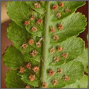 Male Fern, Dryopteris filix-mas