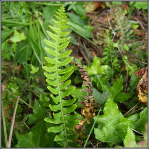 Common Polypody, Polypodium vulgare