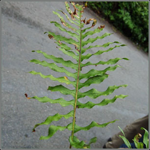 Southern Polypody, Polypodium cambricum