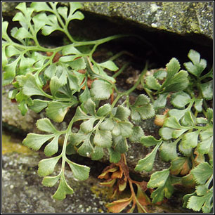 Wall-rue, Asplenium ruta-muraria