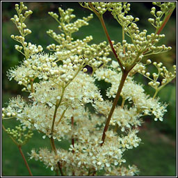 Meadowsweet, Filipendula ulmaria, Airgead luachra