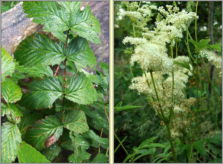 Meadowsweet, Filipendula ulmaria, Airgead luachra