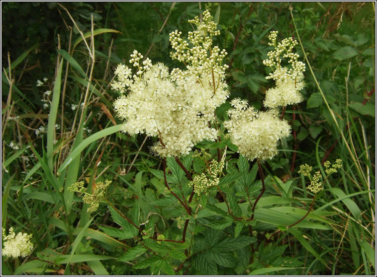 Meadowsweet, Filipendula ulmaria, Airgead luachra