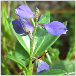 Heath Milkwort, Polygala serpyllifolia, Na deirfiirn