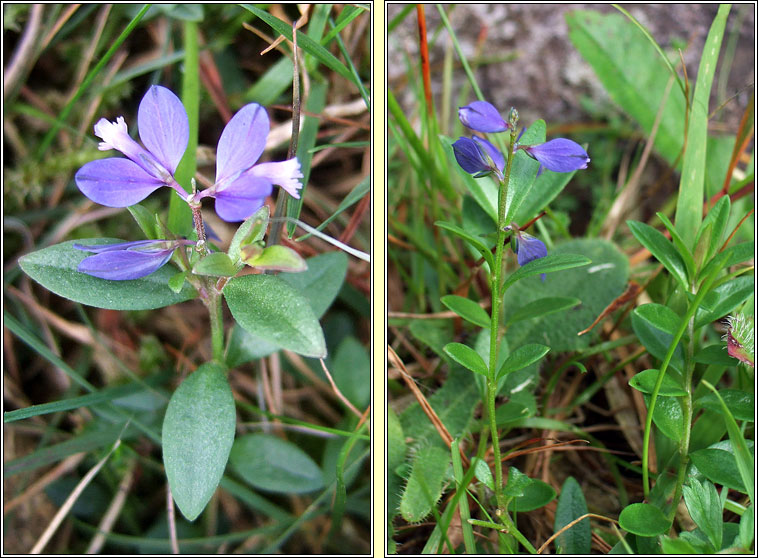 Heath Milkwort, Polygala serpyllifolia, Na deirfiirn