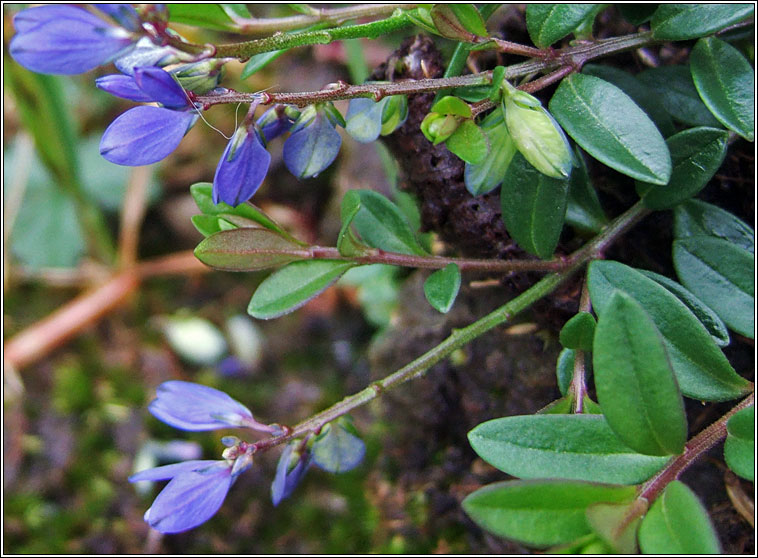 Heath Milkwort, Polygala serpyllifolia, Na deirfiirn