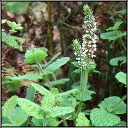 Round-leaved Mint, Mentha suaveolens, Mismn cumhra