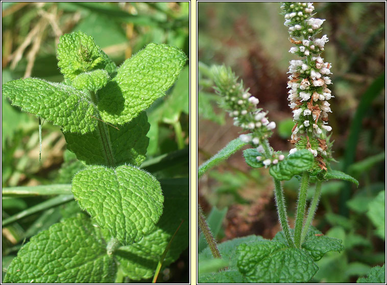 Round-leaved Mint, Mentha suaveolens, Mismn cumhra