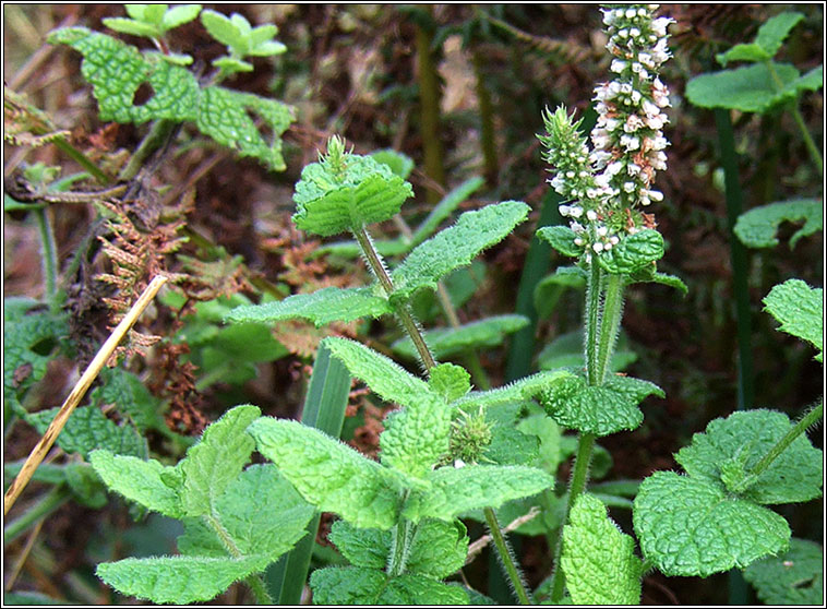 Round-leaved Mint, Mentha suaveolens, Mismn cumhra