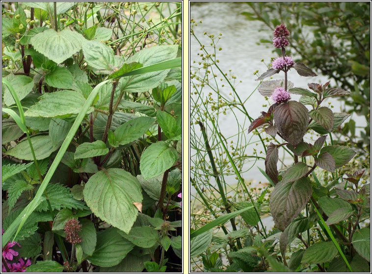 Peppermint, Mentha x piperita, Lus an phiobar