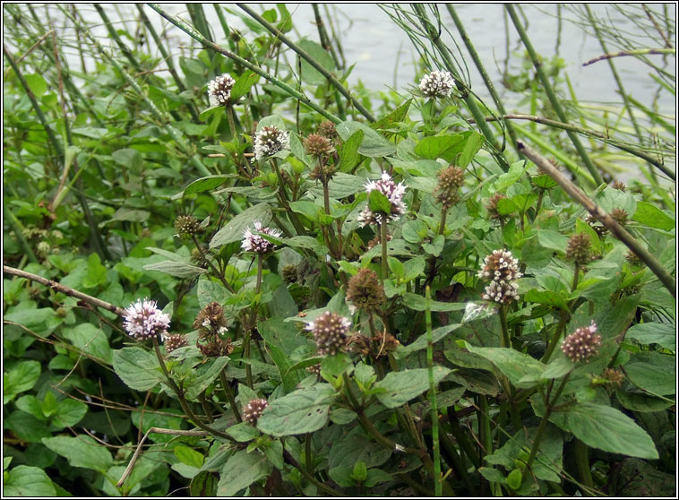 Peppermint, Mentha x piperita, Lus an phiobar