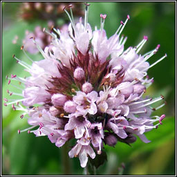 Water Mint, Mentha aquatica, Mismn mionsach