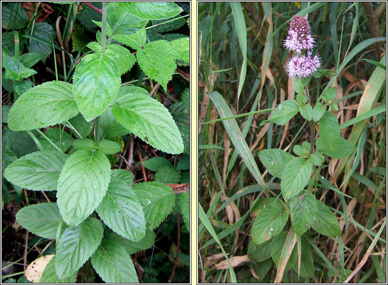 Water Mint, Mentha aquatica, Mismn mionsach